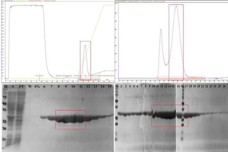 AIMP2의 정제 과정 요약. 위쪽은 UV 스펙트럼, 아래쪽은 SDS-PAGE 결과.