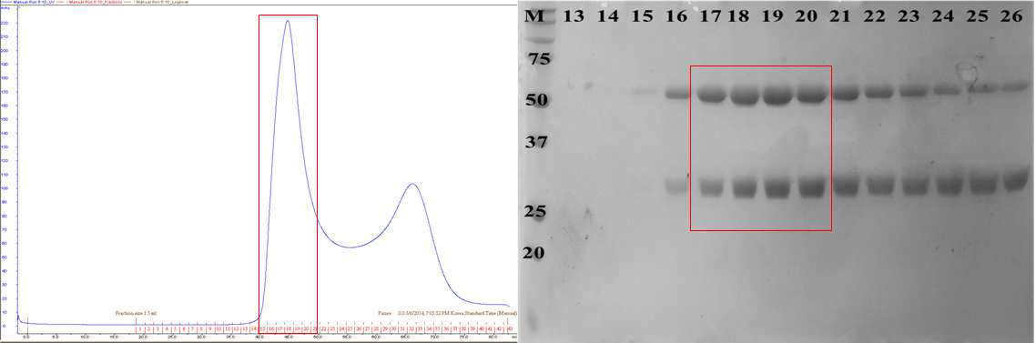AIMP2와 DRS 복합체의 정제 과정 요약. 위쪽은 UV 스펙트럼, 아래쪽은 SDS-PAGE 결과.