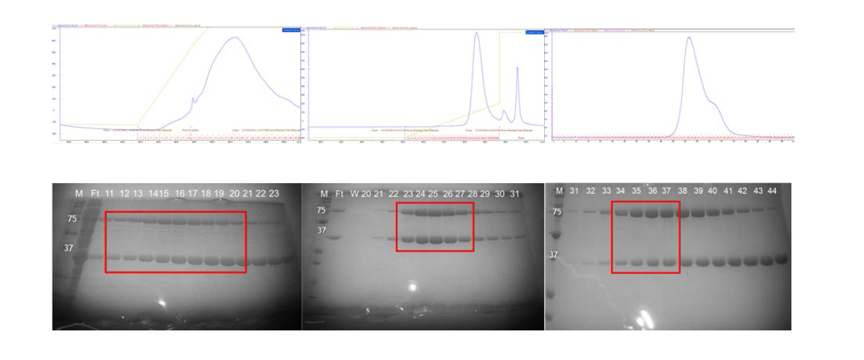AIMP2와 ERS의 정제 과정 요약. 위쪽은 UV 스펙트럼, 아래쪽은 SDS-PAGE 결과.