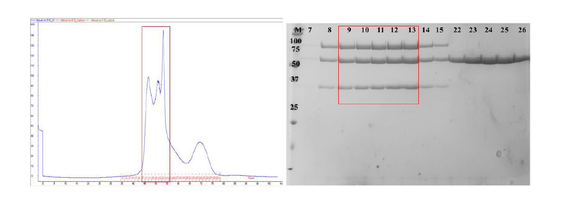 AIMP2와 ERS 및 DRS 복합체의 정제 과정 요약. 위쪽은 UV 스펙트럼, 아래쪽은 SDS-PAGE 결과.
