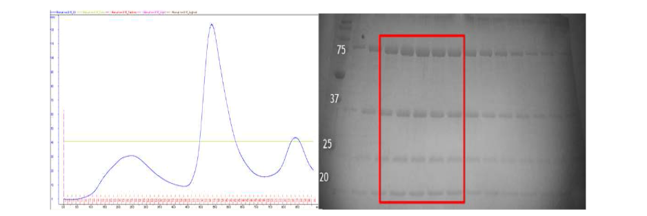 AIMP2와 ERS, MRS 및 AIMP3 복합체의 정제 과정 요약. 위쪽은 UV 스펙트럼, 아래쪽은 SDS-PAGE 결과.