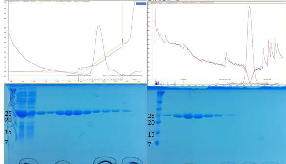 Affinity chromatography(좌) 와 Gel filtration(우) 정제 결과.