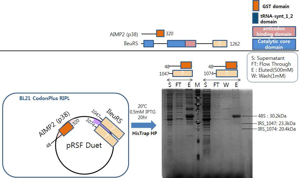 IRS 와 AIMP2 단백질의 클로닝 및 과발현 테스트 결과.