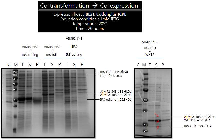 IRS editing 도메인과 AIMP2 단백질 및 ERS, WHEP 단백질의 과발현 테스트 결과.
