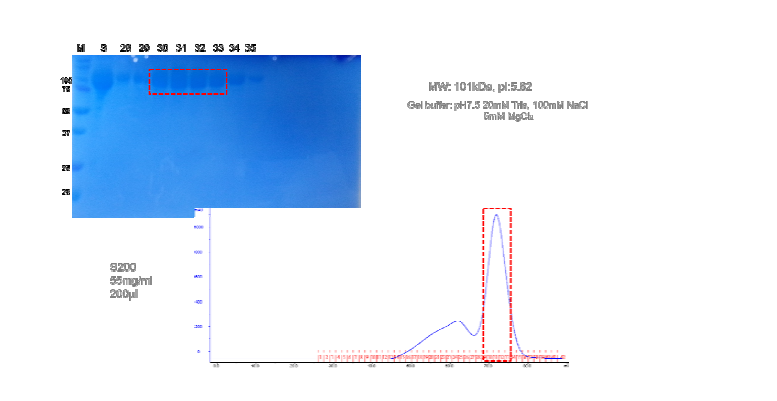현재 단백질의 정제 과정 요약. 위쪽은 UV 스펙트럼, 아래쪽은 SDS-PAGE 결과.
