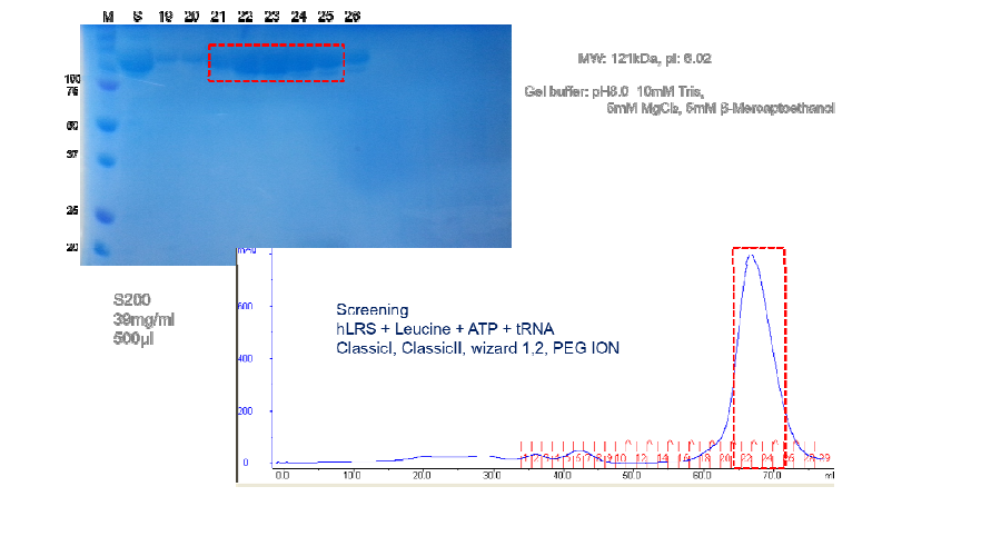 현재 단백질의 정제 과정 요약. 위쪽은 UV 스펙트럼, 아래쪽은 SDS-PAGE 결과.
