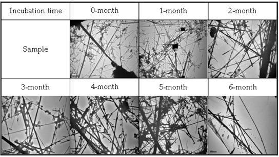 The result of in vitro biodurability test for Crocidolite