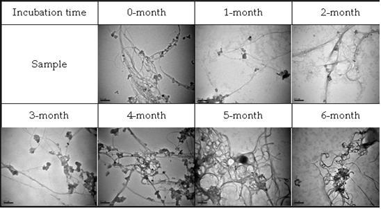 The result of in vitro biodurability test for Single-wall carbon nanotubes (SWCNT)