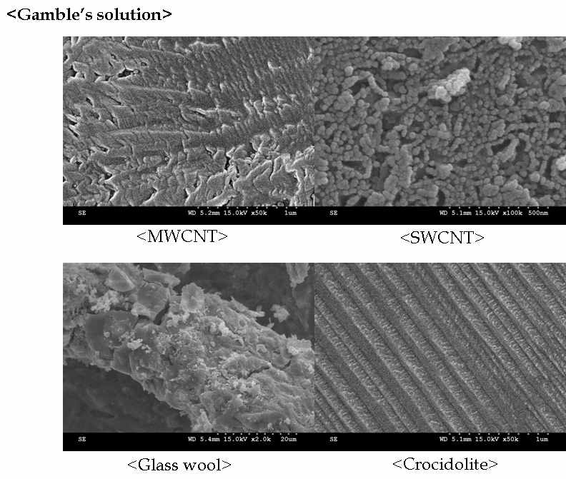 Scanning Electron Microscope (SEM) image of Gamble's solution incubation samples