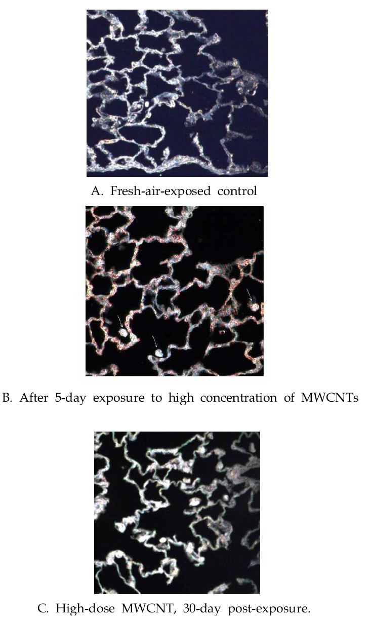 Biopersistence of MWCNTs after 5 days of MWCNT inhalation exposure.