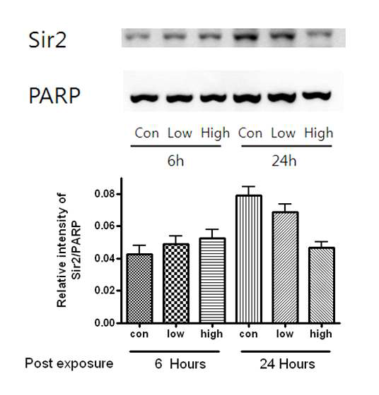 WI-38 cell line에서의 Sir2 (SIRT1)의 시간대별 발현 변화 확인