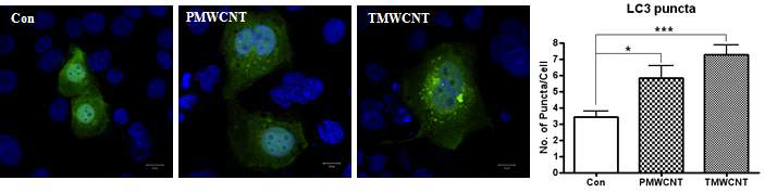 LC3 puncta 형성 확인