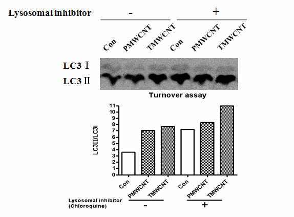 Autophagy turnover assay