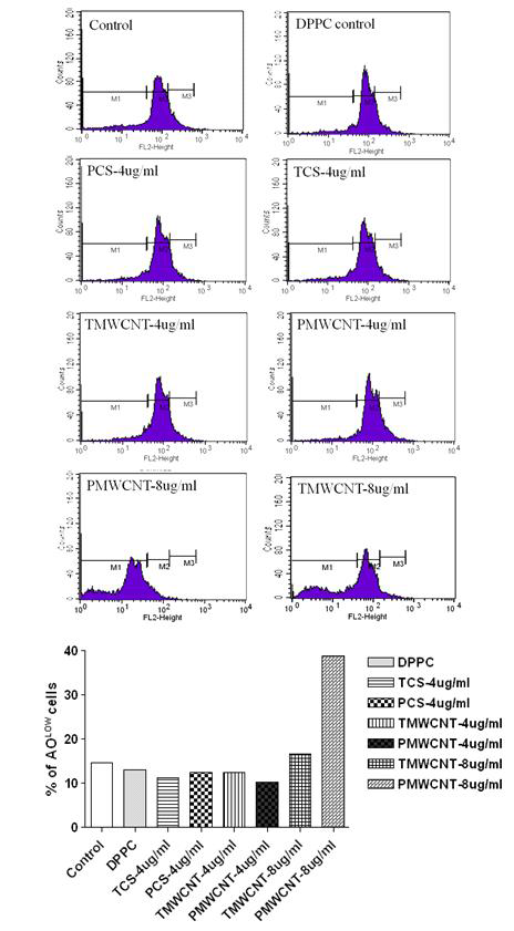 Acridine Orange 염색을 이용한 lysosomal membrane integrity의 변화 확인 (MWCNT 처리 24시간 경과 후, 16HBE14o- cell line 이용)