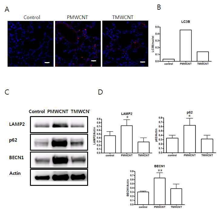 PMWCNT와 TMWCNT 투여 후 6개월이 경과한 마우스 폐에서의 Autophagy 관련 주요 단백질들의 변화.