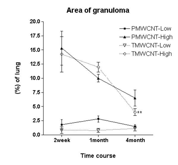 4개월 동안 폐의 granuloma 병면 면적의 변화