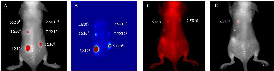 NIR-코어 실리카 나노입자가 uptake 된 A549 의 in vivo Maestro 이미지