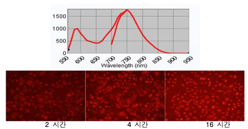 RITC/NIR-코어 실리카 나노입자의 Maestro 분석 결과