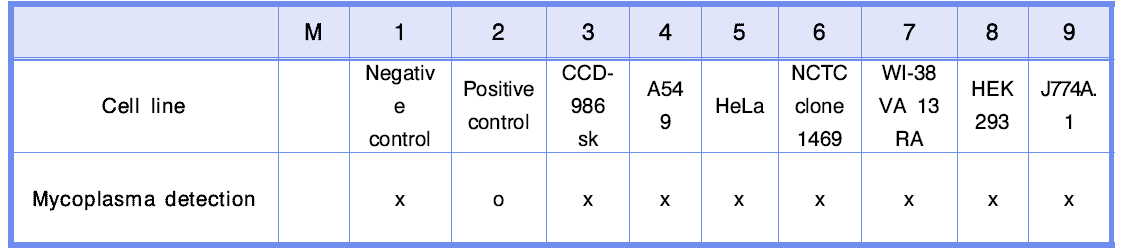 세포별 Mycoplasma 오염여부 결과