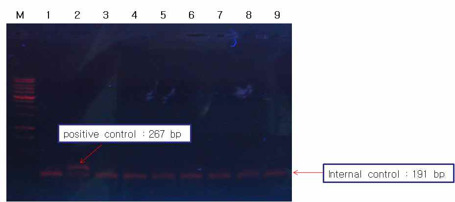 보유 세포주 Mycoplasma detection (1.5 % Agarose gel)