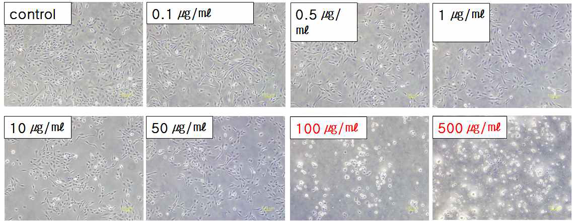 상온에서 반응한 ZnO-5D 의 24 시간 처리 된 WI-38 VA 13 세포의 광학현미경 사진 (x100)