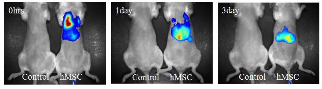 실리카 나노입자 염색한 hMSC 투여시 생체내 분포.