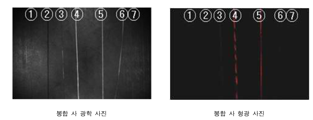 외과적 수술시 사용되는 봉합 사의 광학 및 형광 사진.