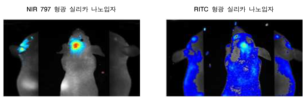 형광 파장 별 생체 형광 이미징 비교