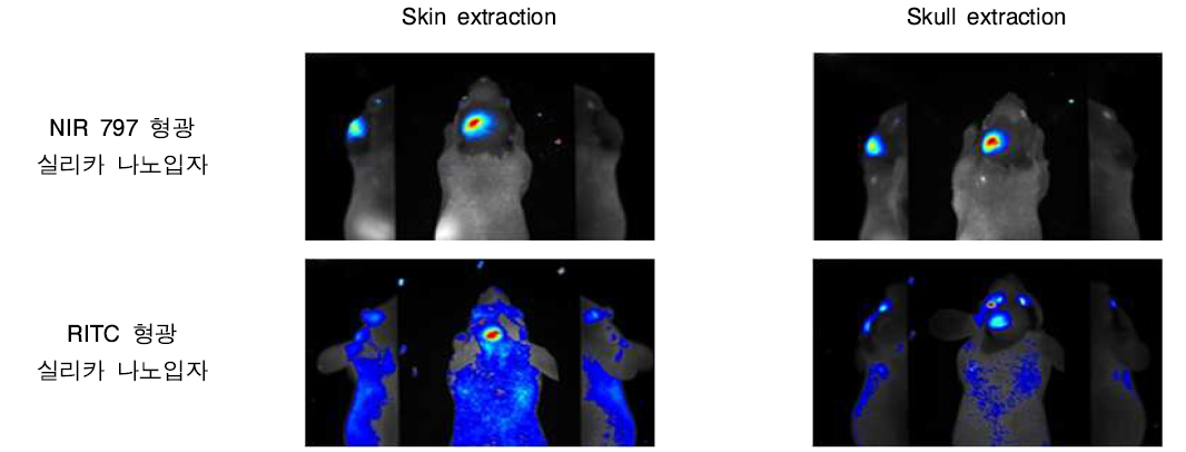 부검 후 형광 파장 별 생체 형광 이미징 비교