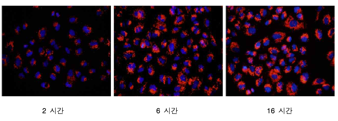 시간에 따른 50 nm RITC-실리카 나노입자의 A549 세포내 uptake 효율 변화 (0.2 ㎎/㎖)