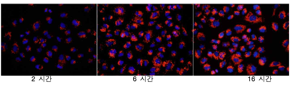 시간에 따른 50 nm RITC-코어 실리카 나노입자의 A549 세포내 uptake 효율 변화