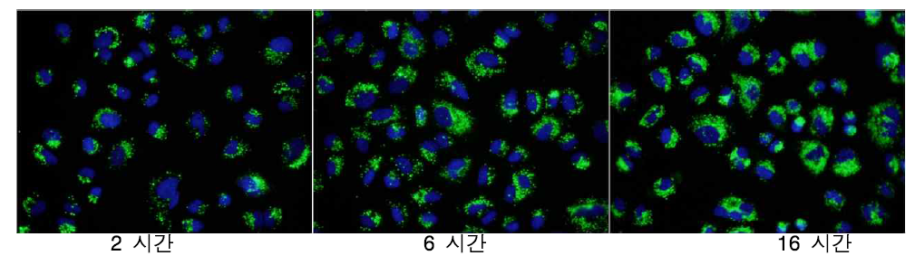 시간에 따른 50 nm FITC-코어 실리카 나노입자의 A549 세포내 uptake 효율 변화