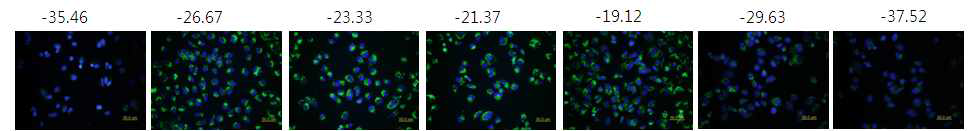 50 ㎚ FITC-코어 실리카 나노입자의 표면개질 후 A549 세포 내 uptake 효율