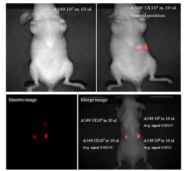 A549 세포에 uptake 된 NIR-코어 실리카 나노입자의 in vivo 이미지