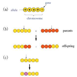 a)염색체 표현 (b)교배 (c)변이