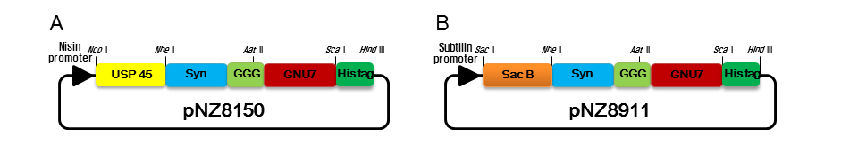 Quorum-sensing 기반 HDP 생산 플랫폼 제작