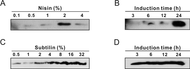 항균활성 L. lactis, B. subtilis로부터 Syn-G7의 생산·분비 확인