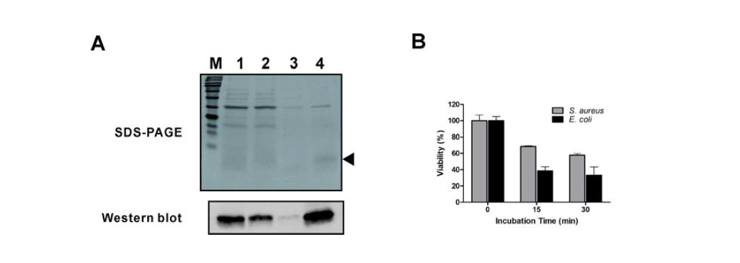 항균활성 유산균이 생산·분비한 생체방어펩타이드의 Ni-affinity purification(A) 및 항균활성 검증(B) A: 1, Precipitate(dialysis 후); 2, Unbound fraction; 3, Washing fraction; 4, Eluate