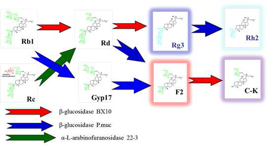 진세노사이드 전환효소들을 병합사용하여 생리활성 진세노사이드 전환 경로 구축
