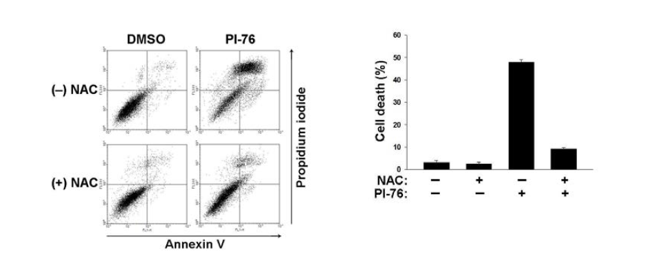 PI-76에 의한 세포사멸작용이 NAC에 의해 억제되는 효과