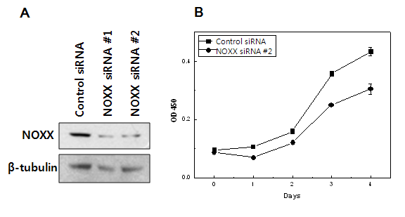 유방암 세포주인 SKBR3 세포에서 NOXX 발현 억제에 따른 세포 성장 A. NOXX siRNA가 잘 작용함을 보이는 immunoblotting B. 세포성장