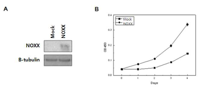 정상 폐 세포주인 WI-38 세포에서 NOXX 발현 에 따른 세포 성장