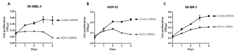 NOXX 발현 억제에 따른 세포의 성장 A. melanoma 세포주 SK-MEL-5에서의 NOXX shRNA에 의한 세포성장 변화 B. 폐암 세포주 HOP-92에서의 NOXX shRNA에 의한 세포성장 변화 C. 유방암 세포주 SK-BR-3에서의 NOXX shRNA에 의한 세포성장 변화