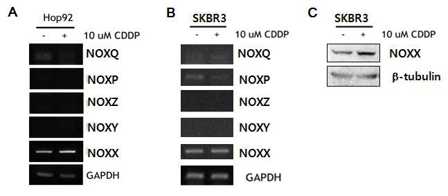 폐암 세포주인 HOP-92 세포와 유방암 세포주인 SKBR3에서 cisplatin 처리시 NOXX 발현 증가 A. 폐암 세포주인 HOP-92 세포에서 cisplatin 처리시 NOXX의 RNA 발현 증가 B. 유방암 세포주인 SKBR3 세포에서 cisplatin 처리시 NOXX의 RNA 발현 증가 C. 유방암 세포주인 SKBR3 세포에서 cisplatin 처리시 NOXX의 단백질 발현 증가