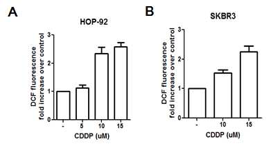 폐암 세포주인 HOP-92 세포와 유방암 세포주인 SKBR3에서 cisplatin 처리시 활성산소 증가