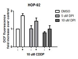 폐암 세포주인 HOP-92 세포에서 DPI가 cisplatin 처리 시 생성 되는 활성산소 감소시킴