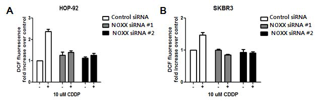 폐암 세포주인 HOP-92와 유방암 세포주인 SKBR3에서 NOXX siRNA가 cisplatin 처리 시 생성되는 활성산소 감소시킴