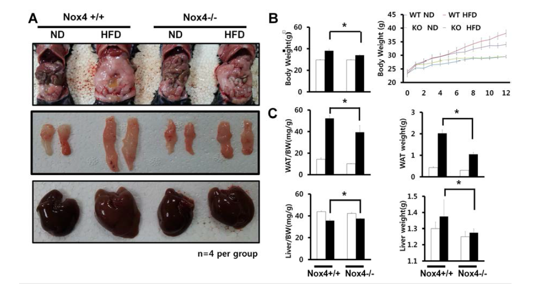 Body weight and organ weight/ body weight ratio in Nox4-deficient mice