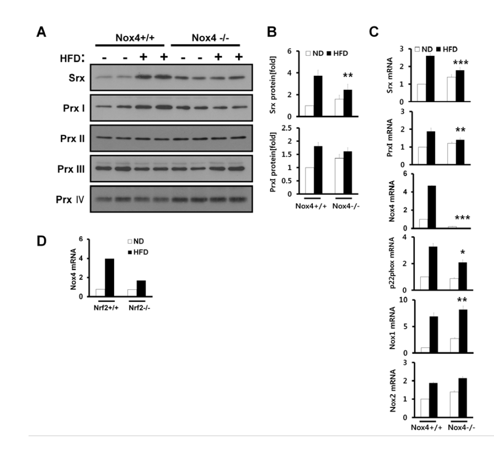 Role of Nox4 in Srx induction in adipose tissue of mice fed HFD