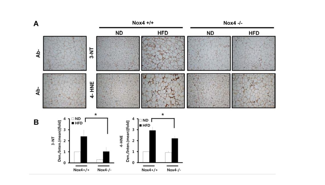 Effect of HFD on oxidative stress in adipose tissue